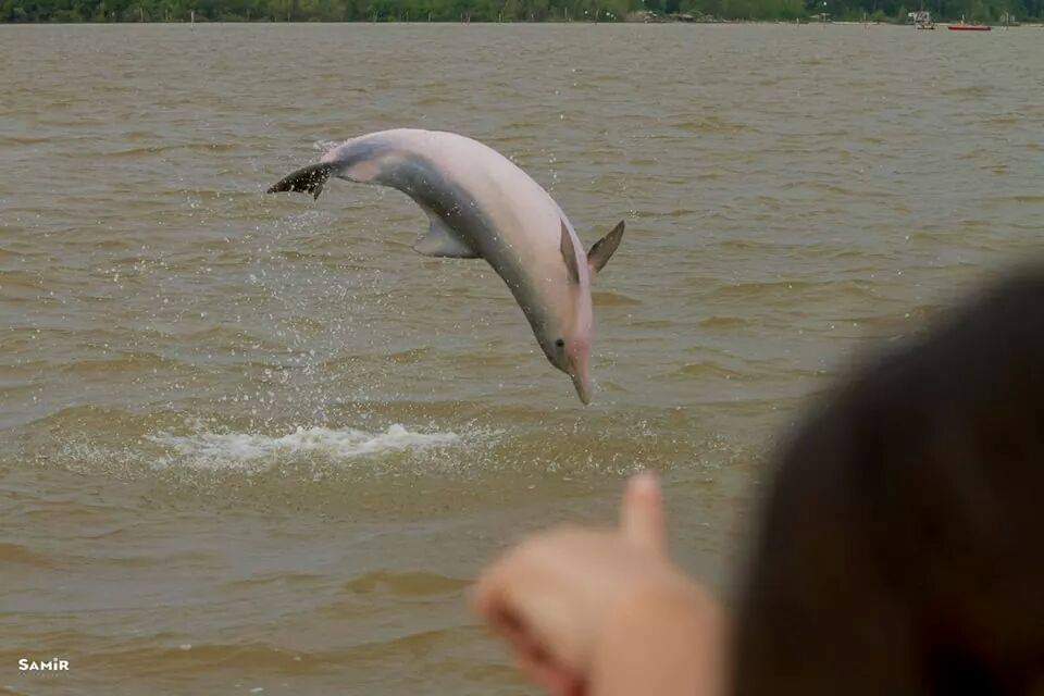 Spot Dolphins in Suriname | Sunset River Cruise & Wildlife Tour